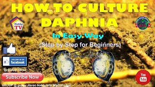 HOW TO CULTURE DAPHNIA In Easy Way [upl. by Abibah758]