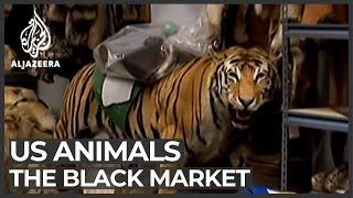 The black market animal business [upl. by Veronica]