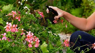 Pelargonie po lecie  jesienna pielęgnacja i rozmnażanie pelargonii [upl. by Tudela]